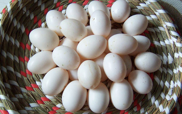【鸽子蛋】的功效与作用_【鸽子蛋】的营养价值_食材百科