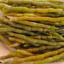 【铁皮石斛】的功效与作用_【铁皮石斛】的营养价值_食材百科