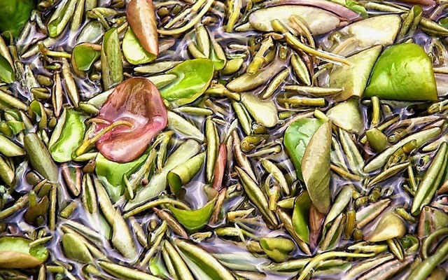 【莼菜】的功效与作用_【莼菜】的营养价值_食材百科