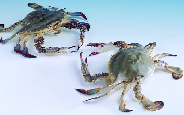 【海蟹】的功效与作用_【海蟹】的营养价值_食材百科