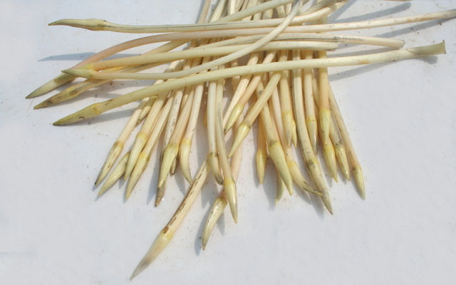 【藕带】的功效与作用_【藕带】的营养价值_食材百科