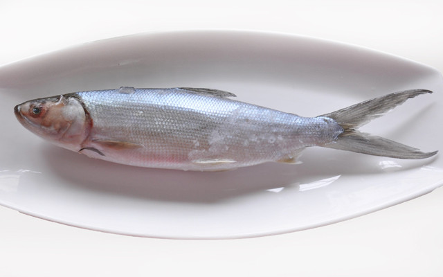 【虱目鱼】的功效与作用_【虱目鱼】的营养价值_食材百科