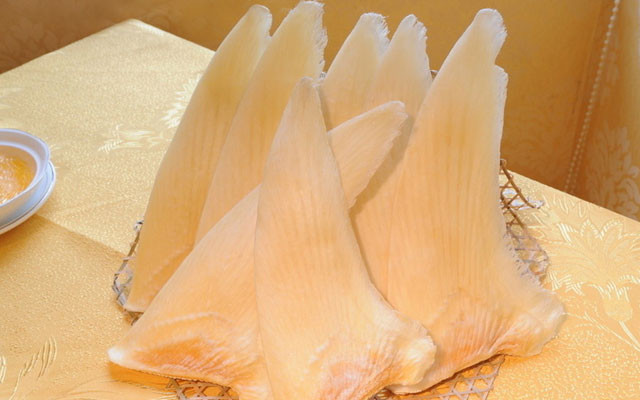 鱼类：鱼制品：【鱼翅】的功效与作用_【鱼翅】的营养价值_食材百科图片