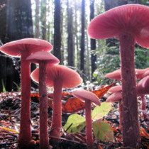 【红菌菇】的功效与作用_【红菌菇】的营养价值_食材百科