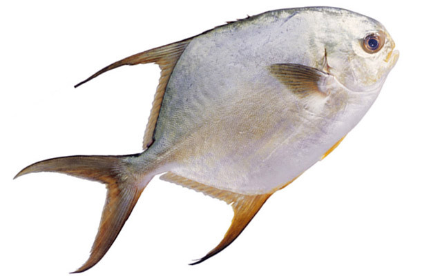 【鲳鱼】的功效与作用_【鲳鱼】的营养价值_食材百科