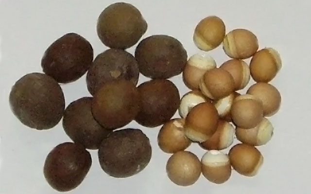 【芡实米】的功效与作用_【芡实米】的营养价值_食材百科