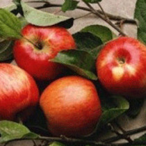 【伏苹果】的功效与作用_【伏苹果】的营养价值_食材百科