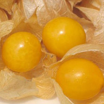 【姑娘果】的功效与作用_【姑娘果】的营养价值_食材百科