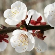 【白梅花】的功效与作用_【白梅花】的营养价值_食材百科