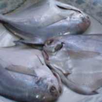 【白鲳鱼】的功效与作用_【白鲳鱼】的营养价值_食材百科