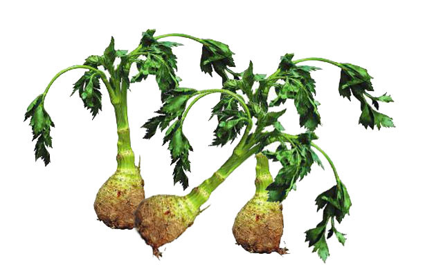 【根芹】的功效与作用_【根芹】的营养价值_食材百科