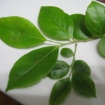 【乌树叶】的功效与作用_【乌树叶】的营养价值_食材百科