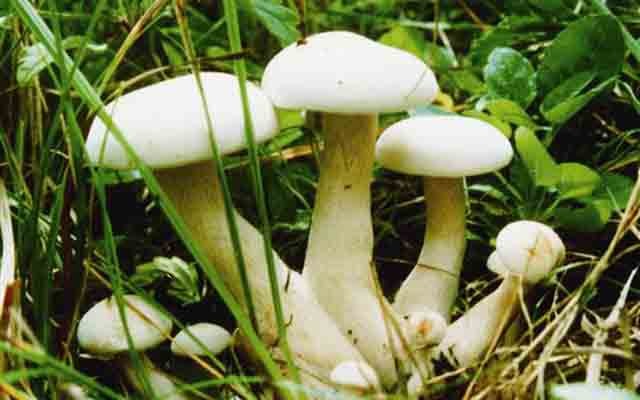 蔬菜：菌菇类：【珍珠白蘑】的功效与作用_【珍珠白蘑】的营养价值_食材百科图片