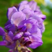 【紫藤花】的功效与作用_【紫藤花】的营养价值_食材百科