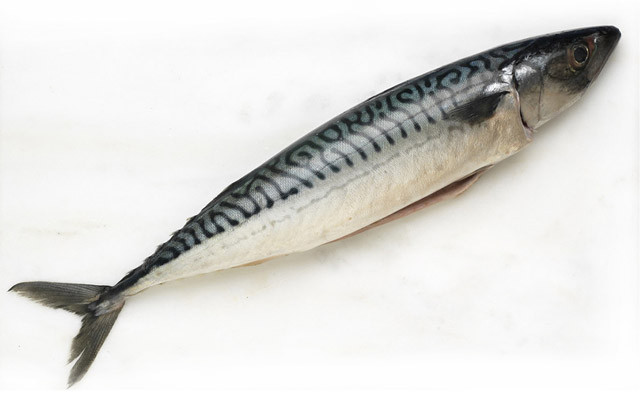 【秋刀鱼】的功效与作用_【秋刀鱼】的营养价值_食材百科